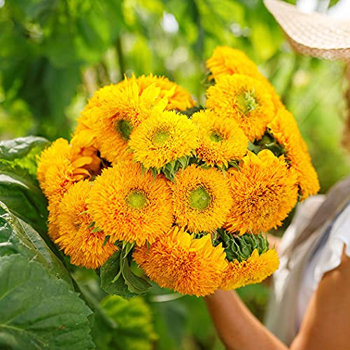 （Ｈ）  Sunflowers ボウル 5個セット未使用 Hybrid Surajmukhi/Sunflower for Kitchen Garden Flower Seeds Summer