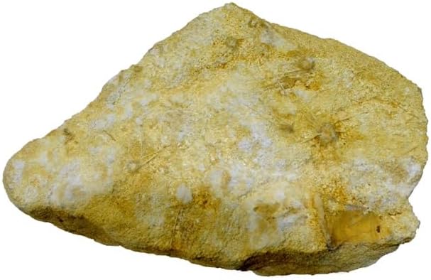 ophiopetra sp et acrosalenia pustulosa Sea-Urchin Fossil (Fossils) OPH02
