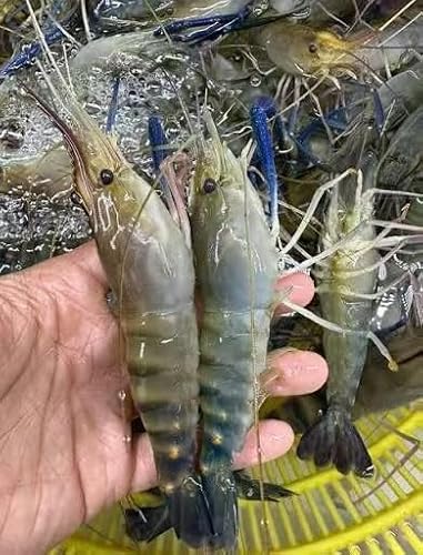 OCEANZEN Jumbo Freshwater Prawn|Macrobrachium Rosenbergii|Jumbo Size, Head-On, Shell-On, IQF|Sweet, Firm Texture|Restaurant-Quality Seafood for Grilling, Stir-Fry & Steaming|4 lb