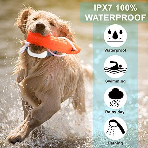 How Do I Entertain My Dog On A Rainy Day