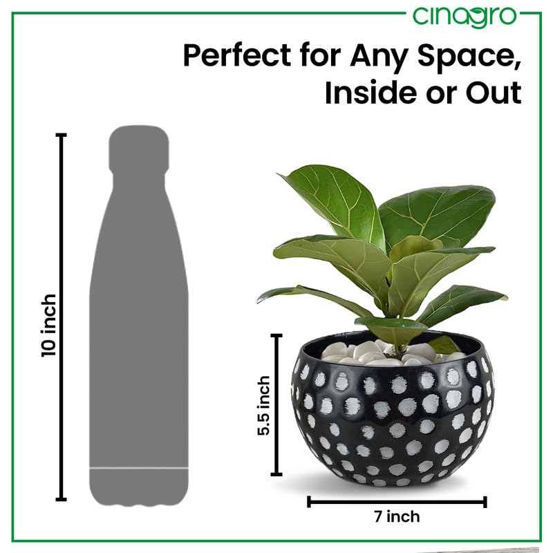 Image of CINAGRO Metal Planter Pot for Indoor Plants, Round Decorative Flower Pot, Rust-Resistant, Modern Plant Holder for Home, Balcony, Office (13.97 x 17.78 cm, Dot Ritual)
