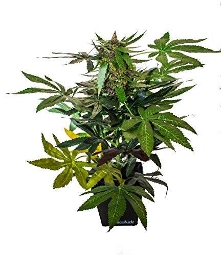 Best Cannabis Plant