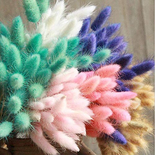 Flor de trigo real flor flor flor pampas natural cauda de coelho grama seca para festa de casamento