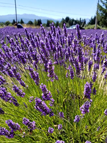 Ramilletes de lavanda natural seca 14-16" pack x 10 miniatura 2