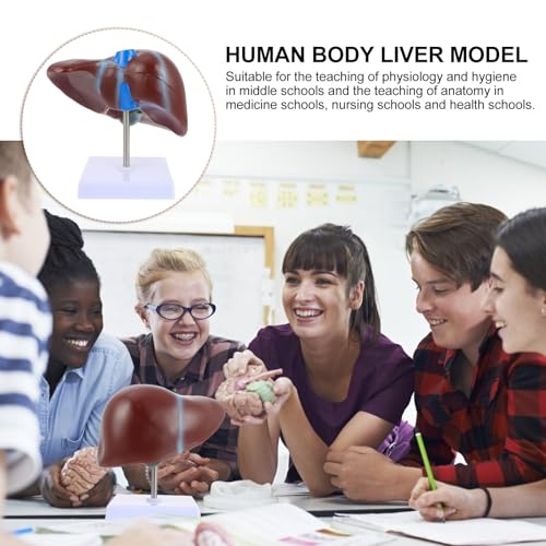Modèle de foie médical humain pour apprentissage des sciences - 7