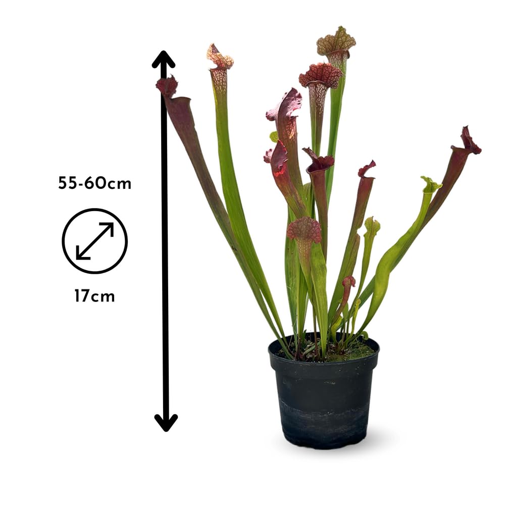 Attitude Jardin - Sarracenia oreophila - sarracénie des montagnes - plante carnivore - 55-60 cm - ⌀ 17 cm - plante d'extérieur