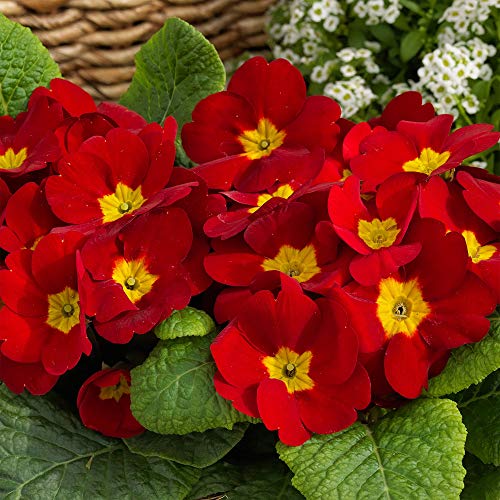 Outsidepride Primula Acaulis Common English Primrose Scarlet Garden Flowers For Beds, Borders & Containers - 100 Seeds #TOP16