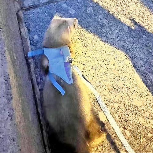 Image of Ferret Harness and Leash Set with Safe Bell Dinosaur Shaped Walking Clothes for Baby Rabbit Guinea Pig Teacup Chihuahua Mouse and Other Small pet. (Blue-2, Dinosaur)