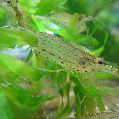 Amazon 生体 ヤマトヌマエビ 40匹 エビ 飼育用 餌用にも Emuwai Emuwai 観賞魚 水中生物 通販