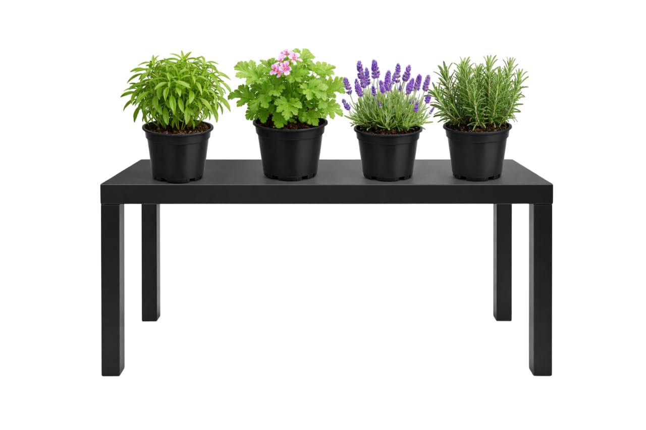 Pack Terraza Sin Insectos de 4 Plantas Vivas DECOALIVE – Geranio Citronela, Romero, Lavanda y Albahaca Estrecha