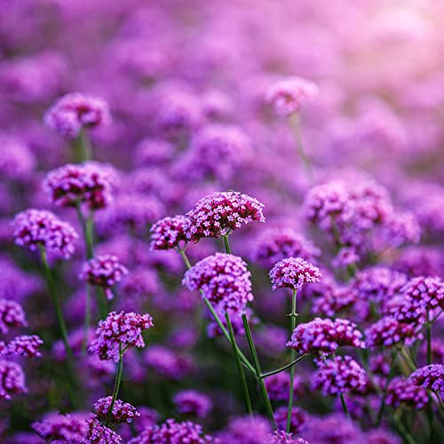 Zuckerrohr Samen 200 Stück - Exotische Pflanzen Für Balkon & Garten