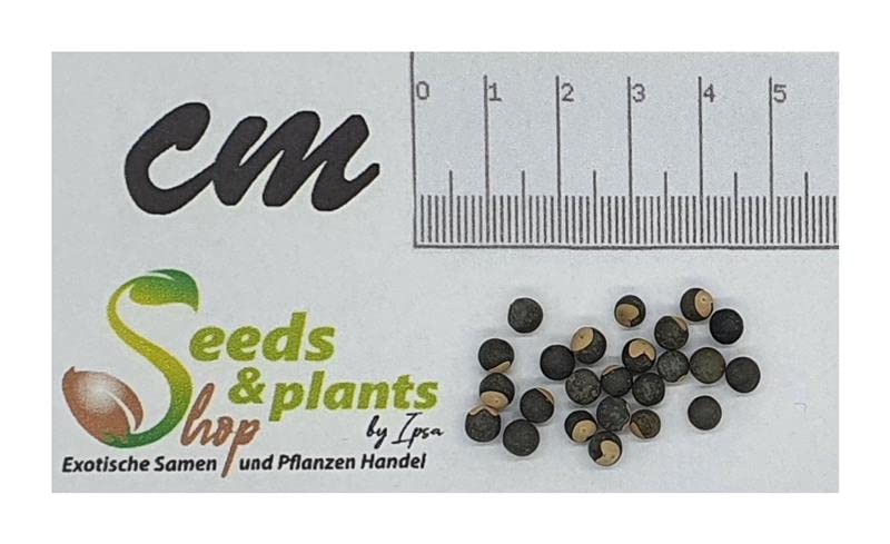 Stk - 20x Cardiospermum halicacabum Ballonrebe Herzsame Garten Pflanzen - Samen ID1609 - Seeds Plants Shop Samenbank Pfullingen Patrik Ipsa - Image 3