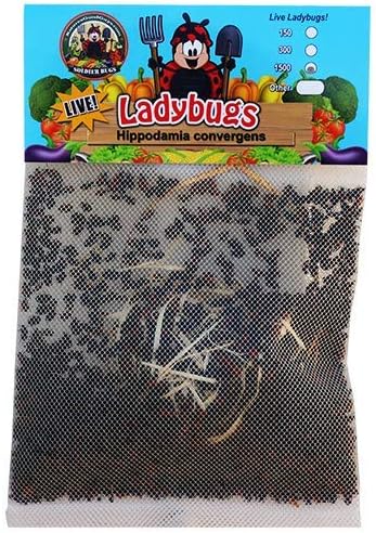 1500 Live Ladybugs - Good Bugs - Ladybugs - Guaranteed Live Delivery!