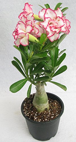 Image of Grafted Adenium Bonsai Live Plant