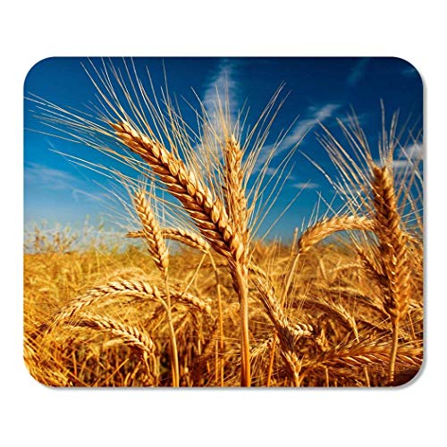 Mousepad Computer Notepad Office Gelbe Landwirtschaft Weizenfeld gegen Blue Sky Obstpflanze Samen Getreide Ernte Home School Game Player Computer Worker Inch