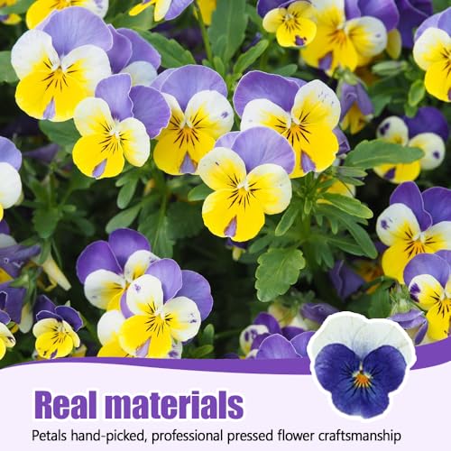 Kit de flores secas para manualidades miniatura 5