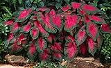 Caladium Buck (6 Bulbs) - Elegance for Shady Gardens - Perennial Hosta, Elephant Ears