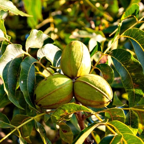 Pecan Tree Live 2-3 Feet Tall, Hardy Nut Tree for Outdoor Planting, Fast-Growing Shade Pecans for Home Orchard