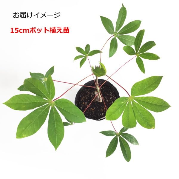 Amazon.co.jp: スイート キャッサバ （タピオカ芋 甘味種系品種