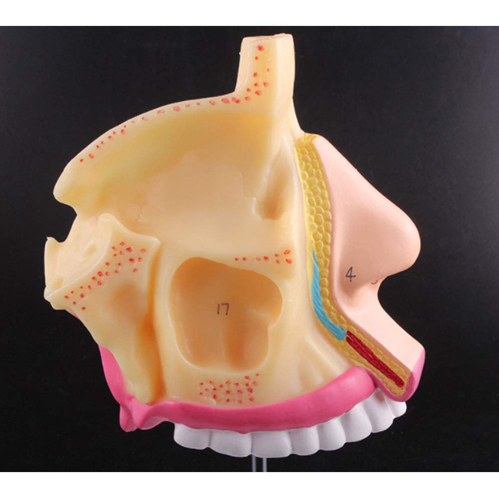 Model anatomiczny ludzkiego ucha anatomicznego ludzkiego narządu model ucha anatomicznego ucha wewnętrznego odłączany labirynt kostny i błoniasty labirynt medyczny demonstracja medyczna materiały