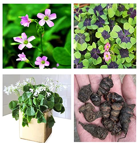 Green Shamrock Bulbs 15 Luck Oxalis Bulbs to Plant, Easy
