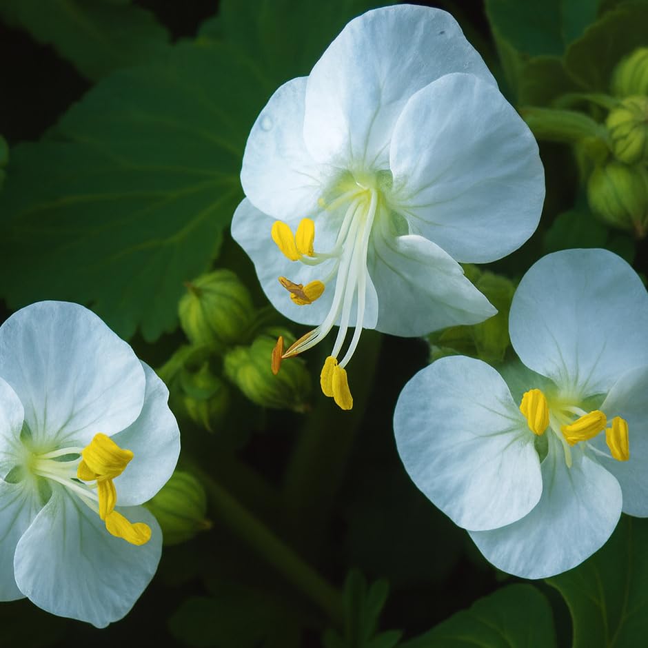 Plant World Seeds - Geranium Macrorrhizum 'Snow Sprite' Seeds (Perennial Flower Seeds)