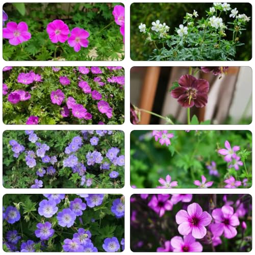 semillas de geranio - semillas de flores cortadas siembra inusual plantas exóticas cobertura del suelo bonsái flores silvestres pasto plantas interior perennes decoración 400pcs