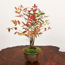 Bonsai: Nanten (Banko Ware Round Pot) x Celebration Gift Birthday Celebration Gift Also Bonsai