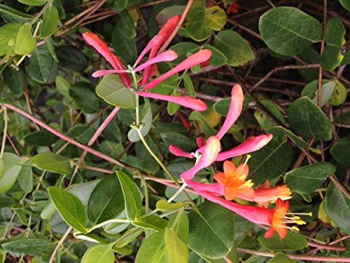Coral Honeysuckle - Lonceria sempervirens - Live Plant - Non-Invasive Native Species - No Fragrance - Orange Pink Flower - Emerald Goddess Gardens - Starter Sz 4 Inch Pot - Thumbnail 6