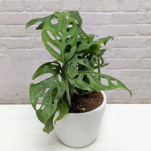 Monstera Adansonii Monkey Mask Decorative Live Plant for Indoor Gardening and Home Planting, Tropical Swiss Cheese Vine Summer Plant Perfect for Home Garden with (1 Live Healthy Plant)-image-3