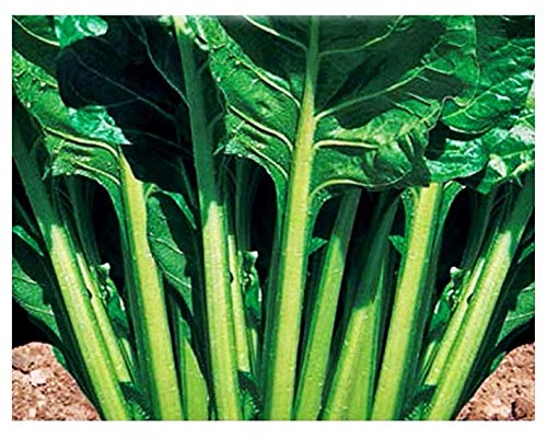 Semillas de acelga verde de corte liso - verduras - beta vulgaris - 750 semillas aproximadamente - las mejores semillas de plantas - flores - frutas raras - remolachas verdes lisas - idea de regalo