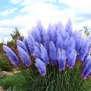 CANHOT Seeds -100Pcs Blue Pampas Grass Cortaderia Selloana Flower Rare Reed Plant Seeds Garden…