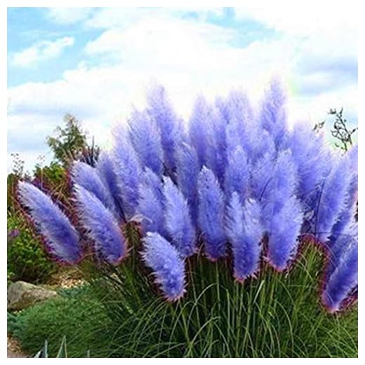 CANHOT Seeds -100Pcs Blue Pampas Grass Cortaderia Selloana Flower Rare Reed Plant Seeds Garden…