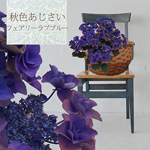 Amazon｜夏色-秋色フェアリーラブブルー さかもと園芸 達人の
