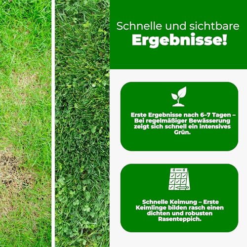 Mantelsaat Mikroklee - Weißklee 500g - Rasenklee bereichert den Rasen - Klee Samen zur Anlockung von Bienen -Saatgut für gleichmäßige, dichte Grasnarbe das ganze Jahr über