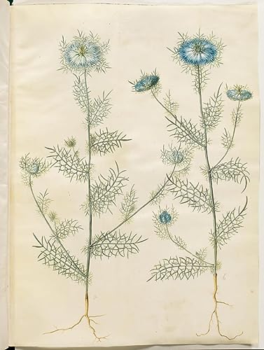 Tableau Nigelle Damascena Holtzbecker pour habiller un grand mur vide avec style