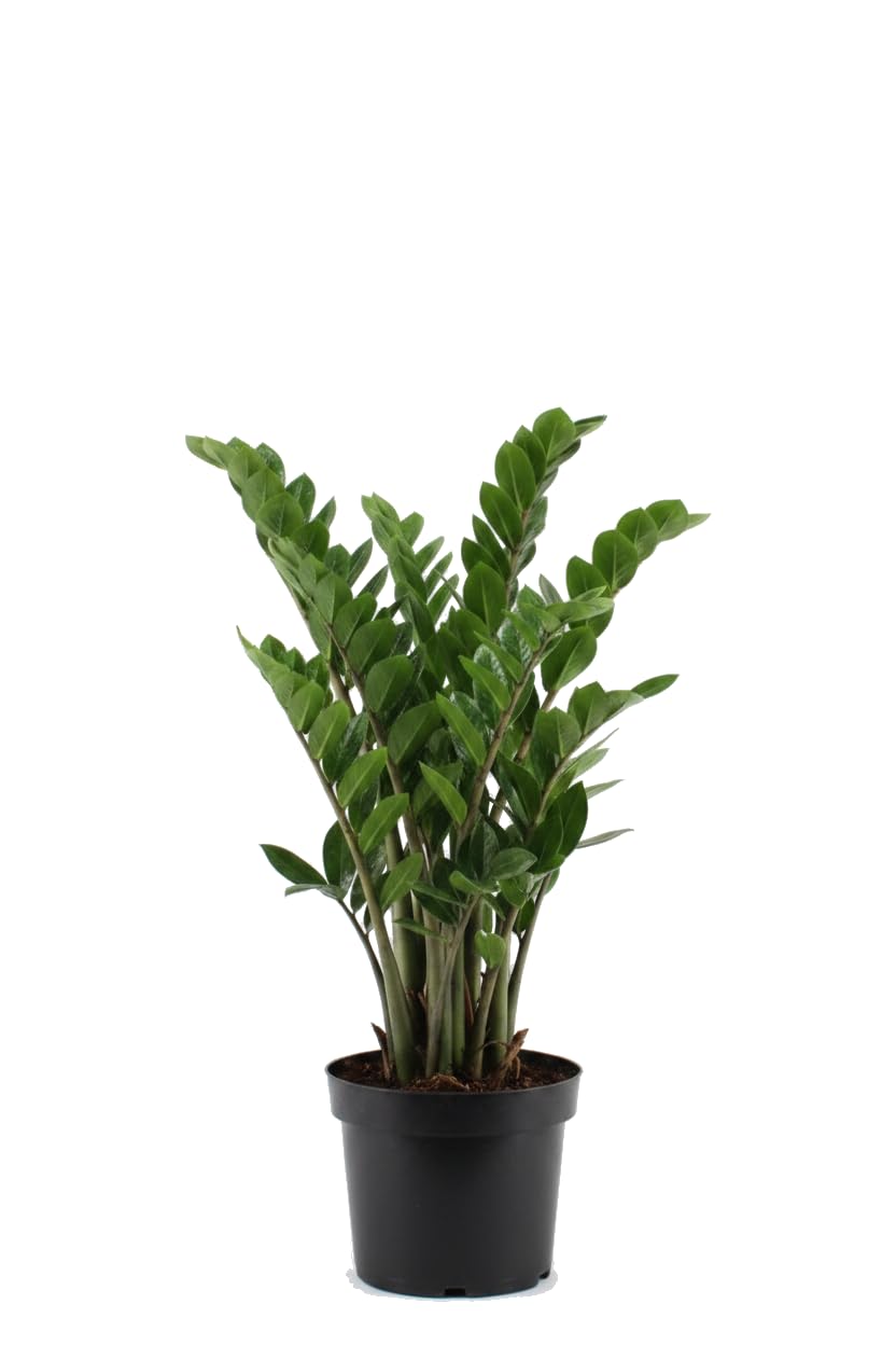 Zamioculcas Zamiifolia Planta para Oficina con Hojas Brillantes de 60-70cm Altura