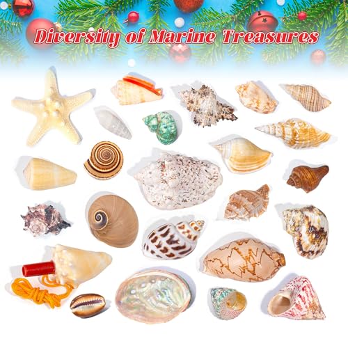 Advent Calendar 2025 Crystals for Kids with 24 Days Christmas Countdown, Natural Rock Stones & Minerals for Exploring, Learning, Scientific Xmas Gift for Girls & Boys (Seashell Advent Calendar) - Image 3