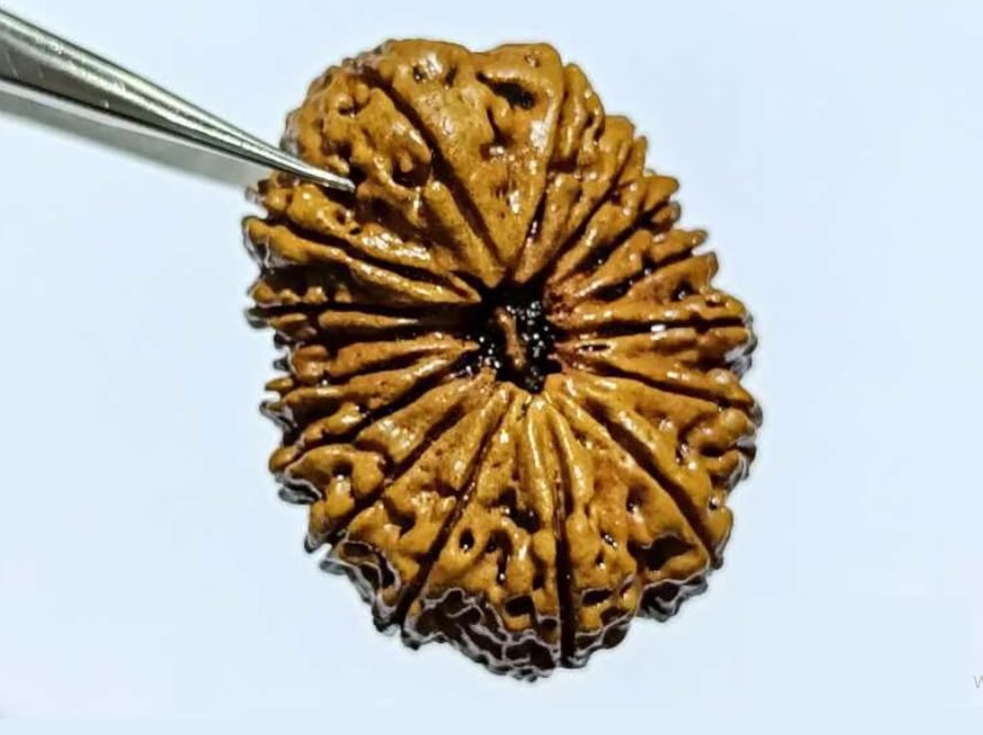 16 Mukhi Rudraksha Original Certified Blessed by Mritunjaya Mahadev