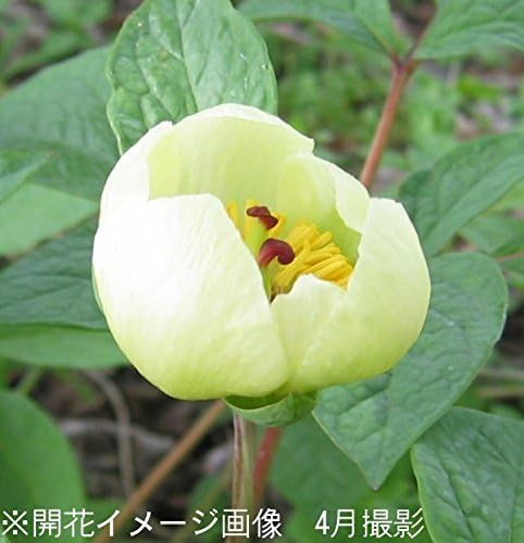 Amazon 紫桜館山の花屋 山野草 黄花系ヤマシャクヤク 山芍薬 12cmポット苗 花