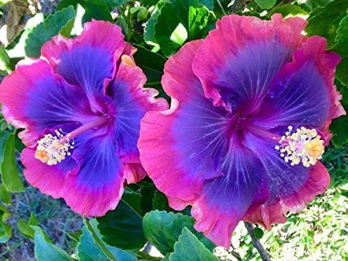 Image of 25+ Seeds Pink Purple Blue Hibiscus Flower Tropical Garden Exotic Perennial Hardy Seeds For Planting