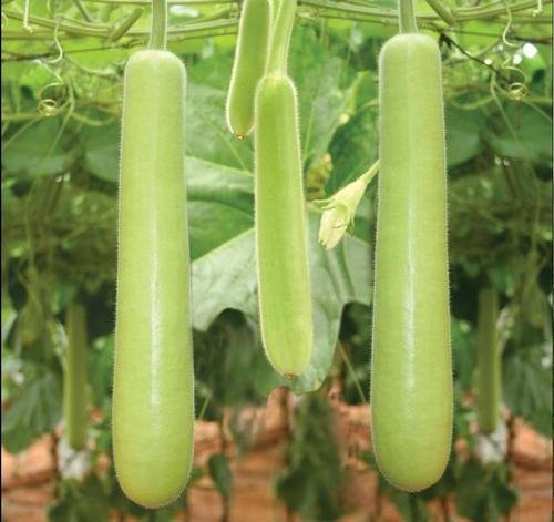 Golden Hills Farm Bottle Gourd Lauki/Lau/Clabas High Yield Seeds for Planting -50 seeds (B07PRK2VD8) Amazon Price History, Amazon Price Tracker