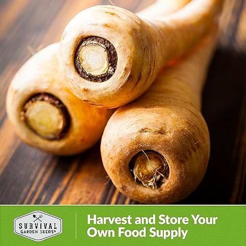 White Half Long Parsnip Seed for Planting - 1 Packet with Instructions to Plant & Grow Halblange Weisse Parsnips in Your Home Vegetable Garden - Non-GMO Heirloom Variety - Survival Garden Seeds - Thumbnail 7