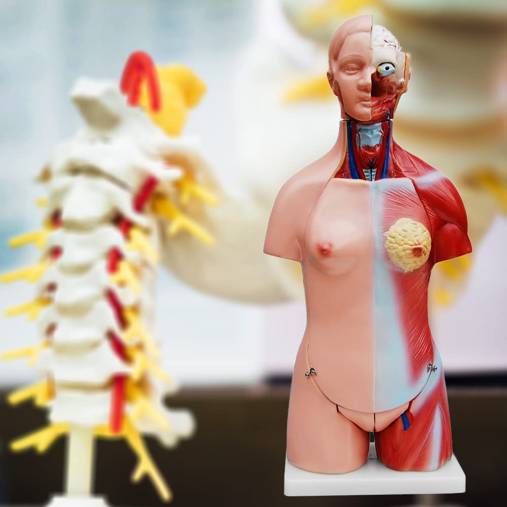 Modelo De Anatomía Cuerpo de Anatomía Torso Muñeca con Órganos 45 cm Cuerpo humano Hombres y Mujeres medmod