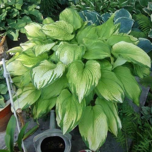 Mixrug Mix Hosta Seeds for Planting, 280+pcs Rare Perennial Hosta Flower Seeds Plants, Non-GMO Heirloom Long Blooming Shaded Entry Pathway Flowers for Garden Outdoors - 2