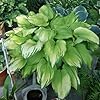 Mixrug Mix Hosta Seeds for Planting, 280+pcs Rare Perennial Hosta Flower Seeds Plants, Non-GMO Heirloom Long Blooming Shaded Entry Pathway Flowers for Garden Outdoors #2