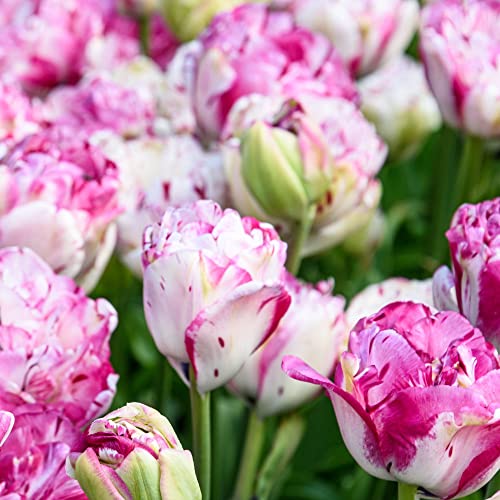 Double Tulip ‘Jonquires’ Tulipa Hardy Bulb Peony-Style White and Pink Blooms Spring Flowering Easy to Grow Your Own Garden Flowers32x Size 11/12 Bulbs by Thompson & Morgan (32)