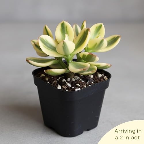 Miniatura 7 de Planta de jade abigarrada viva, crassula ovata suculenta viva, crassula ovata tricolor, jade abigarrado para plantar en interiores y exteriores,