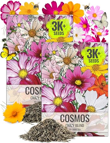 Seed Needs Flower Seeds Cosmos Crazy Blend No Filler 10+ Varieties | Cosmo Bipinnatus Open Pollinated Untreated | Resealable Packaging Keeps Seeds Fresh | Cosmos Flowering Seed Mix (2 Bulk Packs)