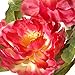 National Tree Company Artificial Flowers Includes Ceramic Pot Base | Fuchsia Peony, 15 in